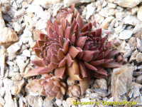 /album/fotogalerie-nabidka/300sempervivum-chocolate-pepper-jpg/